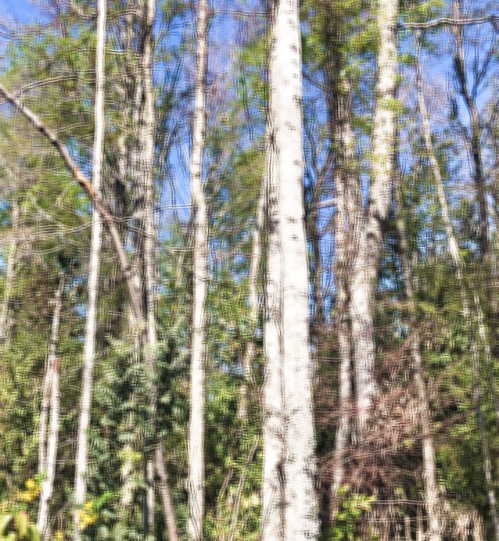 Fundo San Andrés, Natural Forest and Investment Potential in Southern Chile