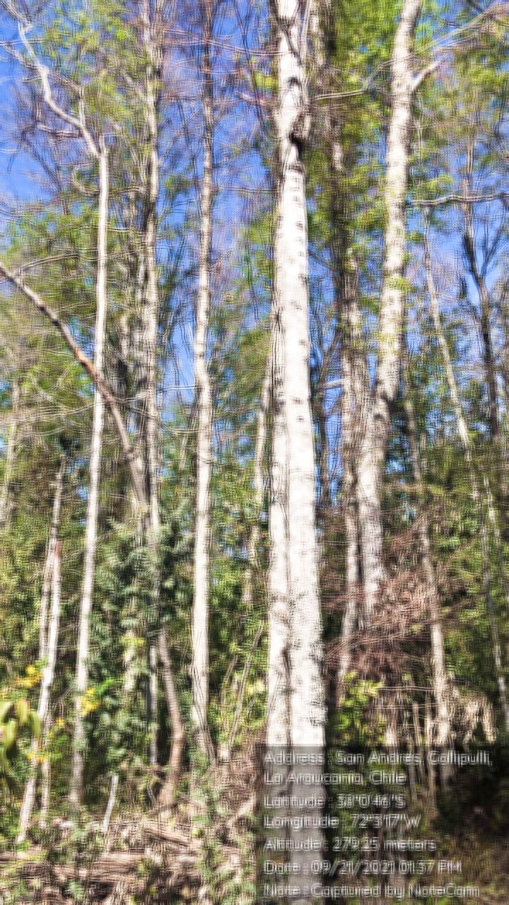 Fundo San Andrés, Natural Forest and Investment Potential in Southern Chile