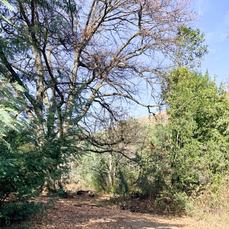 Fundo San Andrés, Natural Forest and Investment Potential in Southern Chile