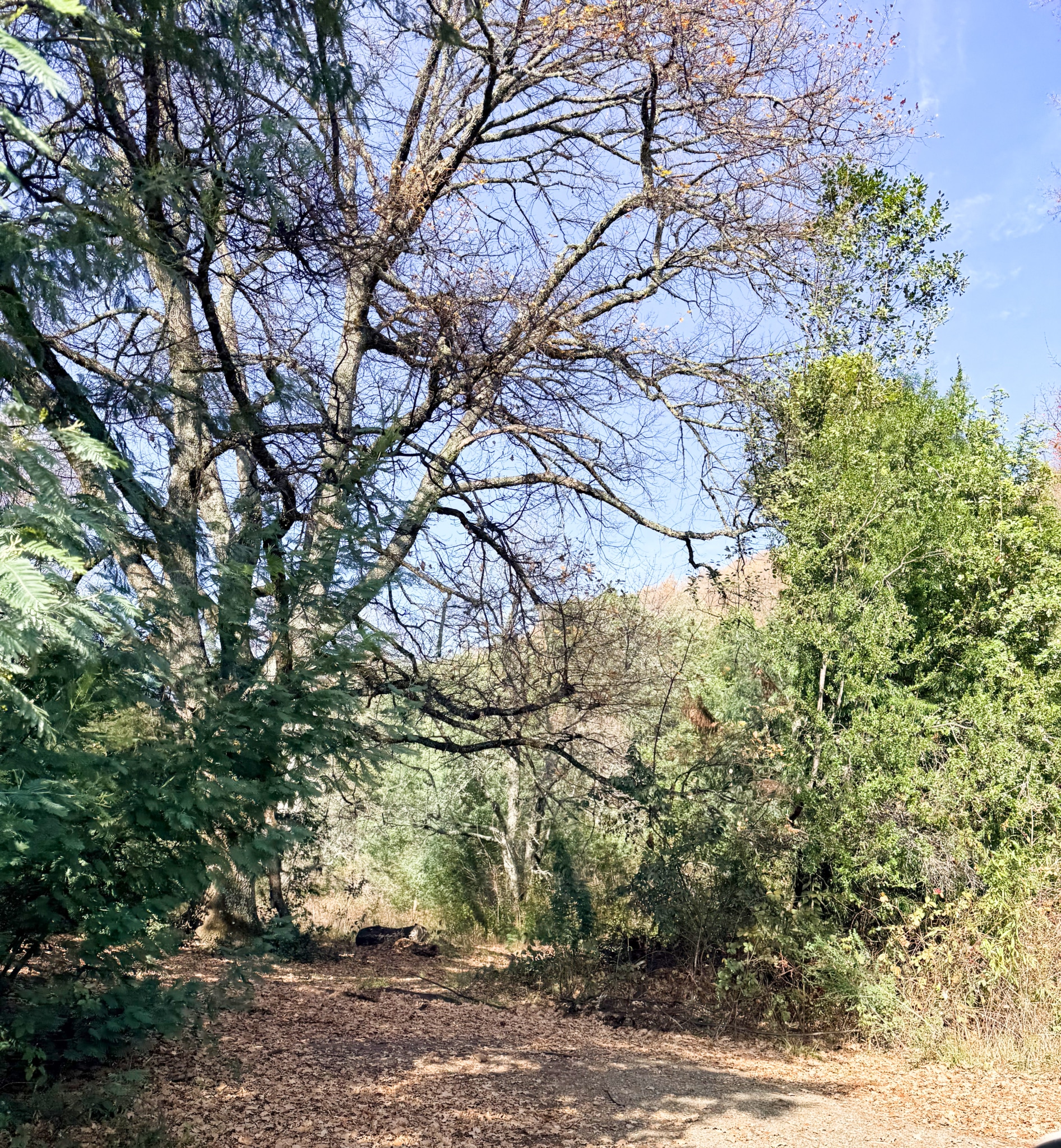 Fundo San Andrés, Natural Forest and Investment Potential in Southern Chile