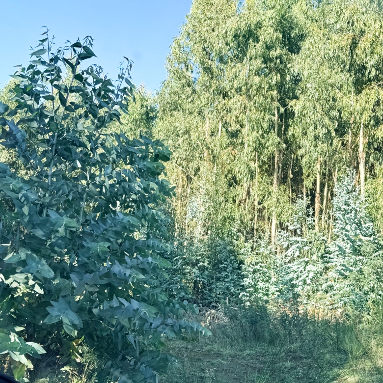 Fundo San Andrés, Natural Forest and Investment Potential in Southern Chile