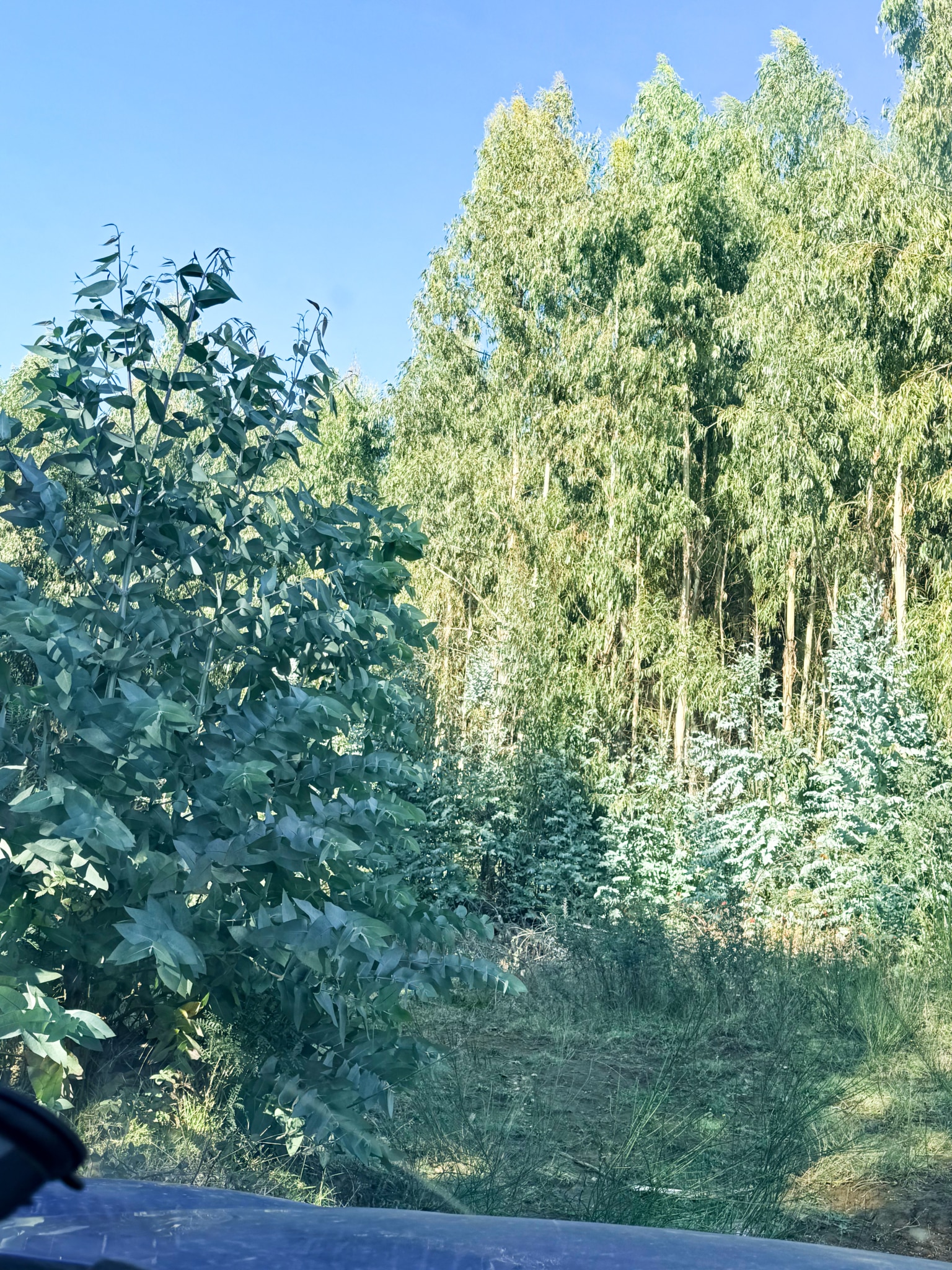 Fundo San Andrés, Natural Forest and Investment Potential in Southern Chile