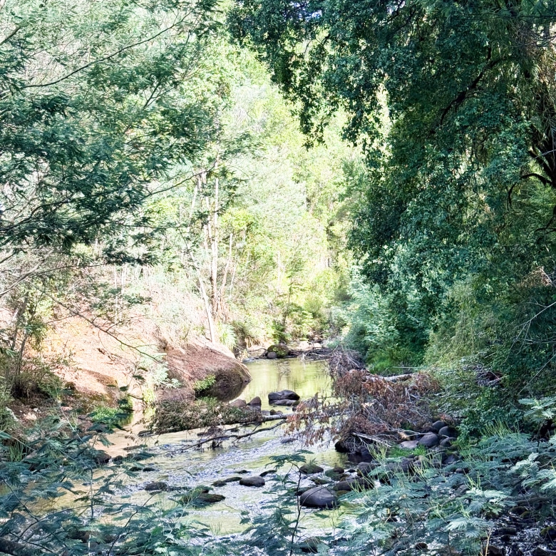Fundo San Andrés, Natural Forest and Investment Potential in Southern Chile