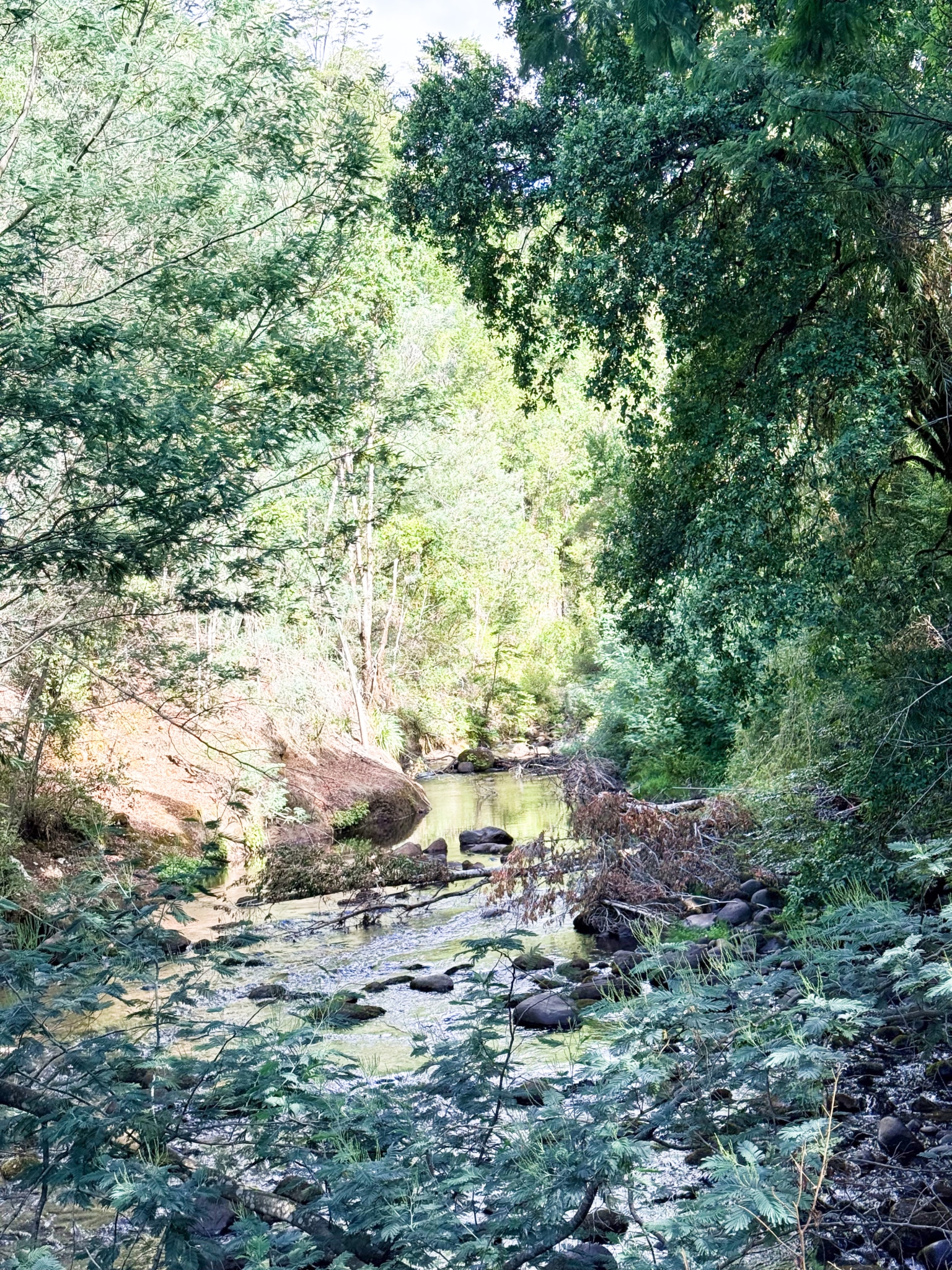 Fundo San Andrés, Natural Forest and Investment Potential in Southern Chile